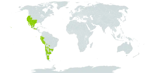 Cressa truxillensis world distribution map, present in Argentina, Bolivia (Plurinational State of), Brazil, Chile, Ecuador, Mexico, Peru, Paraguay, Uruguay, and United States of America