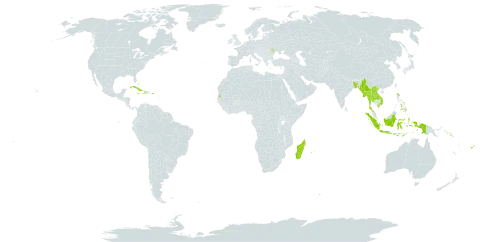 Crinum asiaticum var. asiaticum world distribution map, present in Andorra, Bangladesh, Bahamas, Cook Islands, Cuba, Dominica, Fiji, Haiti, Indonesia, Jamaica, Lao People's Democratic Republic, Moldova (Republic of), Madagascar, Maldives, Myanmar, Mauritius, Nauru, Pitcairn, Philippines, Puerto Rico, Réunion, Solomon Islands, Seychelles, Thailand, Tokelau, Tonga, Tuvalu, Viet Nam, and Samoa