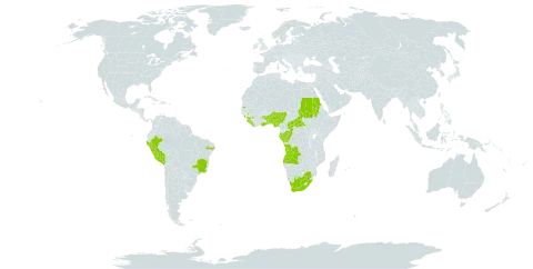 Crinum jagus world distribution map, present in Angola, Benin, Brazil, Central African Republic, Congo, Gabon, Ghana, Guinea, Liberia, Mauritius, Nigeria, Peru, Sudan, Sierra Leone, Seychelles, Togo, Uganda, and South Africa