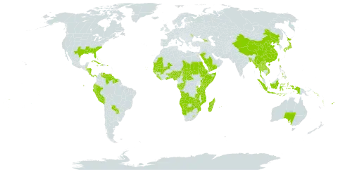 Crinum world distribution map, present in Angola, Åland Islands, Andorra, Australia, Benin, Burkina Faso, Bangladesh, Bahamas, Belize, Botswana, Central African Republic, China, Congo, Cook Islands, Comoros, Cabo Verde, Costa Rica, Cuba, Cayman Islands, Dominica, Ecuador, Eritrea, Ethiopia, Fiji, Gabon, Georgia, Ghana, Guinea, Gambia, Guinea-Bissau, Guyana, Honduras, Haiti, Indonesia, Jamaica, Japan, Kenya, Lao People's Democratic Republic, Liberia, Lesotho, Moldova (Republic of), Madagascar, Maldives, Mali, Myanmar, Mozambique, Mauritania, Mauritius, Namibia, Norfolk Island, Nigeria, Nicaragua, Nepal, Nauru, Panama, Pitcairn, Peru, Philippines, Puerto Rico, Korea (Democratic People's Republic of), Paraguay, Réunion, Rwanda, Saudi Arabia, Sudan, Senegal, Solomon Islands, Sierra Leone, Somalia, Suriname, eSwatini, Seychelles, Chad, Togo, Thailand, Tokelau, Tonga, Tuvalu, Taiwan, Province of China, Tanzania, United Republic of, Uganda, United States of America, Venezuela (Bolivarian Republic of), Viet Nam, Vanuatu, Samoa, Yemen, Zambia, and Zimbabwe