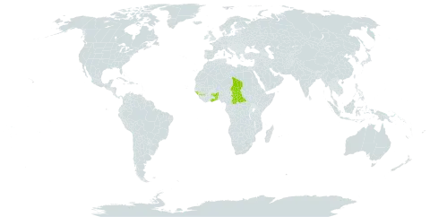 Crinum nubicum world distribution map, present in Benin, Central African Republic, Ghana, Guinea, Guinea-Bissau, Chad, and Togo