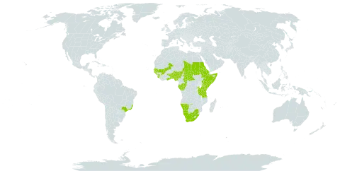 Crinum ornatum world distribution map, present in Benin, Burkina Faso, Brazil, Central African Republic, Congo, Eritrea, Ethiopia, Gabon, Ghana, Guinea, Gambia, Guinea-Bissau, Kenya, Mali, Namibia, Nigeria, Rwanda, Sudan, Senegal, Sierra Leone, Somalia, Chad, Togo, Tanzania, United Republic of, Uganda, and South Africa