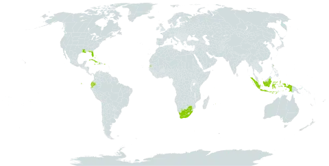 Crinum zeylanicum world distribution map, present in Bahamas, Cook Islands, Cuba, Cayman Islands, Dominica, Ecuador, Haiti, Indonesia, Jamaica, Mauritius, Puerto Rico, Seychelles, United States of America, and South Africa