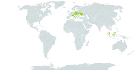 Crocus duplex world distribution map, present in Austria, Czech Republic, Hungary, Italy, Malaysia, Netherlands, Poland, and Ukraine