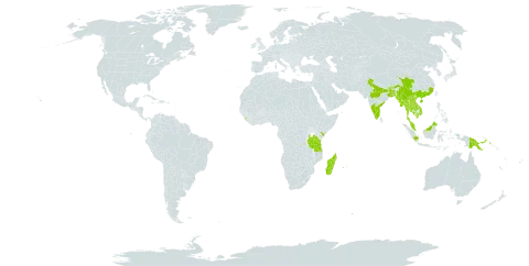 Crotalaria alata world distribution map, present in Bonaire, Sint Eustatius and Saba, Bangladesh, Bhutan, China, Indonesia, India, Kenya, Cambodia, Lao People's Democratic Republic, Sri Lanka, Madagascar, Myanmar, Mauritius, Malaysia, Nepal, Papua New Guinea, Réunion, Singapore, Thailand, Tanzania, United Republic of, Uganda, and Viet Nam