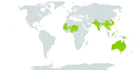 Crotalaria albida world distribution map, present in Australia, Bonaire, Sint Eustatius and Saba, Bangladesh, Bhutan, China, Indonesia, India, Kenya, Cambodia, Lao People's Democratic Republic, Sri Lanka, Mali, Myanmar, Mauritania, Malaysia, Niger, Nigeria, Nepal, Pakistan, Philippines, Papua New Guinea, Senegal, Chad, Thailand, Taiwan, Province of China, and Viet Nam