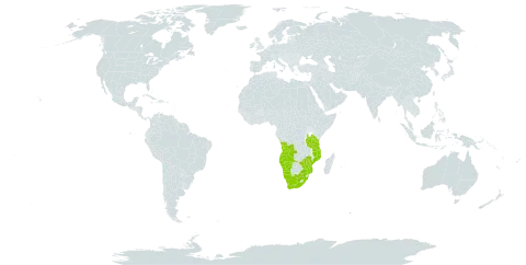 Crotalaria barnabassii world distribution map, present in Angola, Mozambique, Malawi, Namibia, Tanzania, United Republic of, South Africa, and Zimbabwe