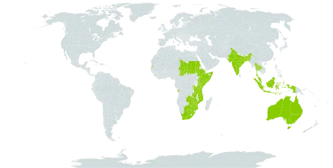 Crotalaria becquetii world distribution map, present in Angola, Australia, Burundi, Bangladesh, Botswana, Djibouti, Ethiopia, Indonesia, India, Kenya, Sri Lanka, Mozambique, Mauritius, Malawi, Malaysia, Rwanda, Sudan, Somalia, Seychelles, Chad, Thailand, Tanzania, United Republic of, Uganda, South Africa, Zambia, and Zimbabwe