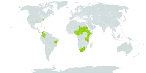 Crotalaria brevidens world distribution map, present in Angola, Burundi, Brazil, Central African Republic, Cameroon, Colombia, Costa Rica, Dominican Republic, Ethiopia, Guadeloupe, Kenya, Martinique, Nigeria, Puerto Rico, Rwanda, Sudan, Chad, Tanzania, United Republic of, Uganda, United States of America, and South Africa