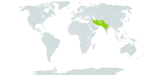 Crotalaria burhia world distribution map, present in Afghanistan, India, Iran (Islamic Republic of), and Pakistan