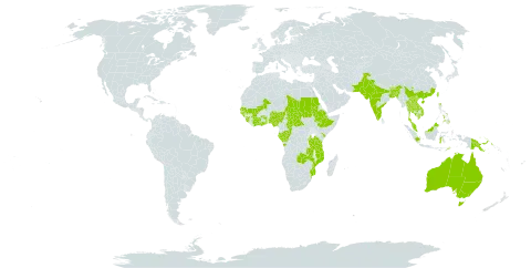 Crotalaria calycina world distribution map, present in Angola, Australia, Burundi, Bangladesh, Bhutan, Central African Republic, China, Côte d'Ivoire, Congo, Ethiopia, Gabon, Ghana, Guinea, Guinea-Bissau, Indonesia, India, Kenya, Cambodia, Lao People's Democratic Republic, Sri Lanka, Mali, Mozambique, Malaysia, Nigeria, Nepal, Pakistan, Philippines, Papua New Guinea, Sudan, Senegal, Sierra Leone, Chad, Togo, Thailand, Timor-Leste, Taiwan, Province of China, Tanzania, United Republic of, Uganda, Viet Nam, and Zambia