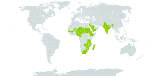 Crotalaria edmundi-bakeri world distribution map, present in Angola, Cameroon, Cabo Verde, Ethiopia, India, Madagascar, Mali, Mozambique, Malawi, Niger, Nigeria, Saudi Arabia, Sudan, Senegal, Chad, Tanzania, United Republic of, Yemen, South Africa, Zambia, and Zimbabwe