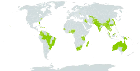 Crotalaria juncea world distribution map, present in Afghanistan, American Samoa, Antigua and Barbuda, Australia, Bangladesh, Brazil, Barbados, Bhutan, China, Colombia, Dominican Republic, Ghana, Guyana, Haiti, Indonesia, India, Iraq, Jamaica, Kenya, Cambodia, Lao People's Democratic Republic, Sri Lanka, Madagascar, Myanmar, Martinique, Mauritius, Malaysia, Nigeria, Niue, Nepal, Pakistan, Philippines, Papua New Guinea, Puerto Rico, Réunion, Senegal, Singapore, Suriname, Seychelles, Togo, Thailand, Taiwan, Province of China, Tanzania, United Republic of, Uganda, Ukraine, United States of America, Uzbekistan, Viet Nam, and South Africa