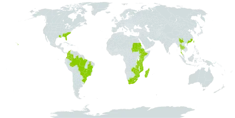 Crotalaria lanceolata world distribution map, present in Bonaire, Sint Eustatius and Saba, Brazil, China, Colombia, Ethiopia, Kenya, Madagascar, Mozambique, Malawi, Sudan, Thailand, Taiwan, Province of China, Tanzania, United Republic of, Uganda, United States of America, South Africa, Zambia, and Zimbabwe