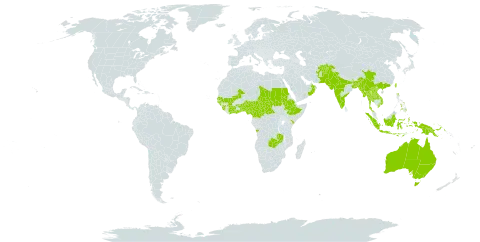 Crotalaria medicaginea world distribution map, present in Afghanistan, Angola, Australia, Benin, Burkina Faso, Bangladesh, Central African Republic, China, Côte d'Ivoire, Cameroon, Ethiopia, Ghana, Guinea, Guinea-Bissau, Indonesia, India, Kenya, Lao People's Democratic Republic, Sri Lanka, Mali, Myanmar, Nigeria, Nepal, Oman, Pakistan, Philippines, Papua New Guinea, Sudan, Senegal, Sierra Leone, Chad, Togo, Thailand, Taiwan, Province of China, Uganda, Viet Nam, and Zambia