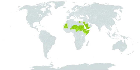 Crotalaria microphylla world distribution map, present in Djibouti, Egypt, Ethiopia, Mauritania, Niger, Saudi Arabia, Sudan, Somalia, Chad, and Yemen