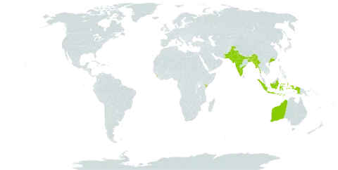 Crotalaria mysorensis world distribution map, present in Australia, Bangladesh, China, Indonesia, India, Kenya, Sri Lanka, Myanmar, Mauritius, Nepal, and Pakistan