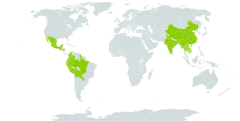 Crotalaria nitens world distribution map, present in American Samoa, Bangladesh, Belize, Bolivia (Plurinational State of), Brazil, Bhutan, China, Colombia, Ecuador, Ghana, Guatemala, Guyana, Honduras, India, Cambodia, Lao People's Democratic Republic, Mexico, Myanmar, Peru, Philippines, Paraguay, Singapore, Thailand, and Viet Nam