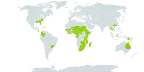 Crotalaria ochroleuca world distribution map, present in Angola, Australia, Burundi, Benin, Bonaire, Sint Eustatius and Saba, Burkina Faso, Brazil, Botswana, Central African Republic, China, Côte d'Ivoire, Cameroon, Congo, Colombia, Costa Rica, Dominican Republic, Ethiopia, Gabon, Ghana, Guinea, Guadeloupe, Guinea-Bissau, Kenya, Liberia, Madagascar, Mali, Mozambique, Martinique, Malawi, Niger, Nigeria, Papua New Guinea, Puerto Rico, Rwanda, Sudan, Senegal, Sierra Leone, Chad, Togo, Thailand, Taiwan, Province of China, Tanzania, United Republic of, Uganda, United States of America, South Africa, Zambia, and Zimbabwe