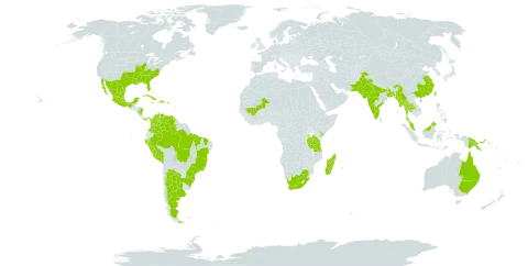 Crotalaria spectabilis world distribution map, present in Argentina, American Samoa, Australia, Bangladesh, Bahamas, Brazil, China, Colombia, Cuba, Dominica, Dominican Republic, Guadeloupe, India, Jamaica, Kenya, Kiribati, Saint Lucia, Madagascar, Mexico, Mali, Myanmar, Northern Mariana Islands, Martinique, Mauritius, Malaysia, Nicaragua, Nepal, Pakistan, Panama, Peru, Papua New Guinea, Puerto Rico, Réunion, Singapore, Thailand, Timor-Leste, Taiwan, Province of China, Tanzania, United Republic of, United States of America, Venezuela (Bolivarian Republic of), and South Africa