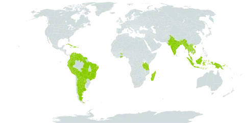 Crotalaria stipularia world distribution map, present in Argentina, American Samoa, Bonaire, Sint Eustatius and Saba, Bangladesh, Bolivia (Plurinational State of), Brazil, Bhutan, China, Colombia, Cuba, Dominica, Dominican Republic, Ecuador, Ghana, Guadeloupe, French Guiana, Guyana, Haiti, Indonesia, India, Jamaica, Cambodia, Lao People's Democratic Republic, Saint Lucia, Sri Lanka, Madagascar, Myanmar, Martinique, Mauritius, Malaysia, Nepal, Peru, Papua New Guinea, Puerto Rico, Paraguay, Réunion, Singapore, Suriname, Thailand, Tanzania, United Republic of, Uganda, Venezuela (Bolivarian Republic of), and Viet Nam