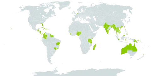 Crotalaria verrucosa world distribution map, present in Anguilla, American Samoa, Australia, Bangladesh, Bahamas, Belize, Brazil, Barbados, China, Colombia, Costa Rica, Cuba, Cayman Islands, Dominica, Dominican Republic, Guernsey, Guadeloupe, Grenada, Guatemala, French Guiana, Guyana, Haiti, Indonesia, India, Jamaica, Kenya, Cambodia, Saint Kitts and Nevis, Lao People's Democratic Republic, Saint Lucia, Sri Lanka, Madagascar, Myanmar, Montserrat, Martinique, Mauritius, Malaysia, Nigeria, Nicaragua, Niue, Netherlands, Nepal, New Zealand, Panama, Philippines, Papua New Guinea, Puerto Rico, Réunion, Sierra Leone, Suriname, Seychelles, Thailand, Timor-Leste, Taiwan, Province of China, Tanzania, United Republic of, Uganda, United States of America, Viet Nam, and Samoa