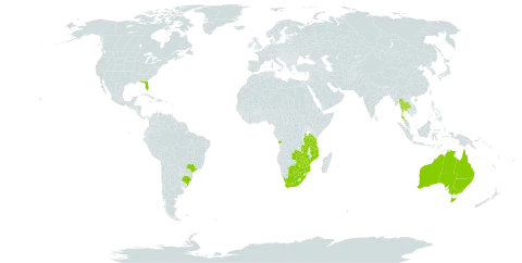 Crotalaria virgulata world distribution map, present in Angola, Australia, Brazil, Botswana, Mozambique, Malawi, Thailand, Tanzania, United Republic of, United States of America, South Africa, Zambia, and Zimbabwe