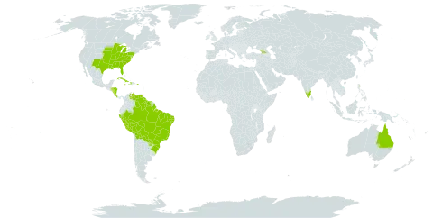 Croton glandulosus world distribution map, present in Åland Islands, American Samoa, Australia, Bolivia (Plurinational State of), Brazil, Costa Rica, Cuba, Dominica, Micronesia (Federated States of), Georgia, Guyana, Honduras, Haiti, India, Jamaica, Nicaragua, Peru, Puerto Rico, Paraguay, Suriname, United States of America, and Venezuela (Bolivarian Republic of)