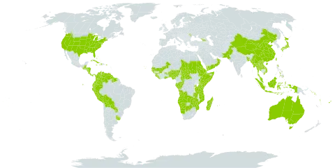 Croton world distribution map, present in Aruba, Angola, Åland Islands, Andorra, Australia, Benin, Burkina Faso, Bangladesh, Bahamas, Belize, Bermuda, Bolivia (Plurinational State of), Botswana, Central African Republic, China, Congo, Colombia, Comoros, Cabo Verde, Costa Rica, Cuba, Cayman Islands, Djibouti, Dominica, Ecuador, Eritrea, Ethiopia, Fiji, Micronesia (Federated States of), Gabon, Georgia, Ghana, Guinea, Gambia, Guinea-Bissau, Guatemala, Guyana, Honduras, Haiti, Indonesia, Jamaica, Japan, Kenya, Lao People's Democratic Republic, Liberia, Moldova (Republic of), Madagascar, Maldives, Mali, Myanmar, Mozambique, Mauritius, Malaysia, Namibia, Nigeria, Nicaragua, Nepal, Oman, Pakistan, Panama, Peru, Philippines, Puerto Rico, Paraguay, Réunion, Rwanda, Sudan, Senegal, Solomon Islands, Sierra Leone, Somalia, Suriname, Chad, Thailand, Tonga, Taiwan, Province of China, Tanzania, United Republic of, Uganda, Uruguay, United States of America, Venezuela (Bolivarian Republic of), Viet Nam, Vanuatu, Yemen, Zambia, and Zimbabwe