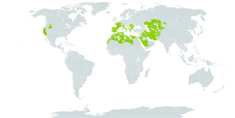 Crucianella world distribution map, present in Afghanistan, Albania, Bulgaria, Cyprus, Algeria, Egypt, Spain, France, Greece, Iran (Islamic Republic of), Iraq, Italy, Kazakhstan, Kyrgyzstan, Kuwait, Libya, Morocco, Palau, Portugal, Romania, Saudi Arabia, Singapore, Turks and Caicos Islands, Turkmenistan, Tunisia, United States of America, and Uzbekistan