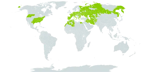 Cruciata world distribution map, present in Afghanistan, Åland Islands, Albania, Austria, Bulgaria, Belarus, Switzerland, Cyprus, Czech Republic, Germany, Algeria, Egypt, Spain, France, Georgia, Greece, Hungary, Iran (Islamic Republic of), Iraq, Italy, Kazakhstan, Morocco, Netherlands, Palau, Poland, Portugal, Romania, Russian Federation, Turks and Caicos Islands, Turkmenistan, Ukraine, United States of America, and Uzbekistan