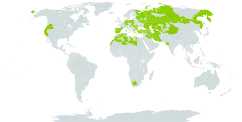 Crupina vulgaris world distribution map, present in Afghanistan, Albania, Andorra, Armenia, Azerbaijan, Bulgaria, Bosnia and Herzegovina, Switzerland, China, Germany, Algeria, Spain, France, Georgia, Greece, Croatia, Hungary, India, Iran (Islamic Republic of), Iraq, Italy, Kazakhstan, Libya, Morocco, Moldova (Republic of), North Macedonia, Montenegro, Poland, Portugal, Romania, Russian Federation, Serbia, Slovakia, Slovenia, Tajikistan, Turkmenistan, Turkey, Ukraine, United States of America, Uzbekistan, and South Africa