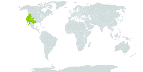 Cryptantha pterocarya world distribution map, present in Mexico and United States of America