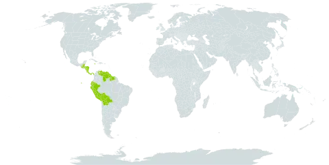 Cryptarrhena world distribution map, present in Belize, Bolivia (Plurinational State of), Costa Rica, Ecuador, Guatemala, Guyana, Honduras, Jamaica, Nicaragua, Panama, Peru, Suriname, and Venezuela (Bolivarian Republic of)