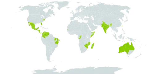 Cryptostegia madagascariensis world distribution map, present in Australia, Belize, Brazil, Congo, Colombia, Costa Rica, Honduras, India, Jamaica, Saint Lucia, Madagascar, Mexico, Mozambique, Malawi, Nicaragua, Panama, Puerto Rico, Somalia, Seychelles, Trinidad and Tobago, Taiwan, Province of China, United States of America, Venezuela (Bolivarian Republic of), and Zimbabwe