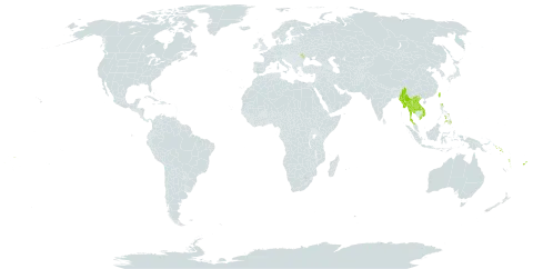 Cryptostylis arachnites world distribution map, present in Andorra, Fiji, Lao People's Democratic Republic, Moldova (Republic of), Myanmar, Philippines, Solomon Islands, Thailand, Taiwan, Province of China, Viet Nam, Vanuatu, and Samoa