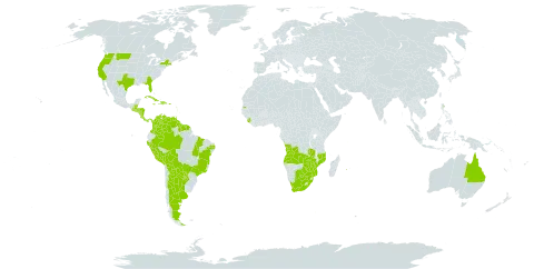 Cucumis anguria world distribution map, present in Angola, Anguilla, Argentina, Antigua and Barbuda, Australia, Bonaire, Sint Eustatius and Saba, Burkina Faso, Belize, Bolivia (Plurinational State of), Brazil, Barbados, Botswana, Colombia, Cabo Verde, Costa Rica, Cuba, Cayman Islands, Dominican Republic, Guadeloupe, Grenada, Guatemala, French Guiana, Guyana, Honduras, Haiti, Jamaica, Saint Lucia, Mozambique, Martinique, Nicaragua, Niue, Panama, Peru, Puerto Rico, Paraguay, Réunion, Sierra Leone, El Salvador, Suriname, Seychelles, Trinidad and Tobago, United States of America, Saint Vincent and the Grenadines, Venezuela (Bolivarian Republic of), South Africa, Zambia, and Zimbabwe