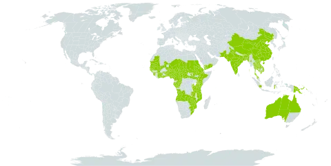 Cucumis maderaspatanus world distribution map, present in Angola, Australia, Burundi, Benin, Burkina Faso, Bangladesh, Bhutan, Botswana, Central African Republic, China, Côte d'Ivoire, Cameroon, Congo, Eritrea, Ethiopia, Gabon, Ghana, Guinea, Gambia, Guinea-Bissau, Indonesia, India, Kenya, Cambodia, Lao People's Democratic Republic, Sri Lanka, Mali, Myanmar, Mozambique, Mauritania, Malawi, Malaysia, Niger, Nigeria, Nepal, Pakistan, Philippines, Papua New Guinea, Rwanda, Saudi Arabia, Sudan, Senegal, Singapore, Sierra Leone, South Sudan, eSwatini, Seychelles, Chad, Togo, Thailand, Tanzania, United Republic of, Uganda, Viet Nam, Yemen, South Africa, Zambia, and Zimbabwe