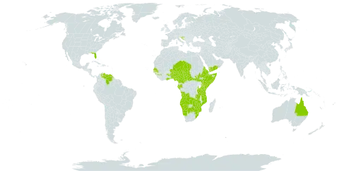 Cucumis metuliferus world distribution map, present in Angola, Australia, Benin, Burkina Faso, Botswana, Central African Republic, Cameroon, Eritrea, Ethiopia, Gabon, Ghana, Guinea, Equatorial Guinea, Croatia, Kenya, Mozambique, Malawi, Namibia, Niger, Nigeria, Senegal, Somalia, South Sudan, Sao Tome and Principe, eSwatini, Seychelles, Chad, Tanzania, United Republic of, Uganda, United States of America, Venezuela (Bolivarian Republic of), Yemen, South Africa, Zambia, and Zimbabwe