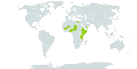 Cucumis pustulatus world distribution map, present in Cabo Verde, Egypt, Eritrea, Ethiopia, Kenya, Mali, Nigeria, Somalia, Chad, Tanzania, United Republic of, Uganda, and Yemen