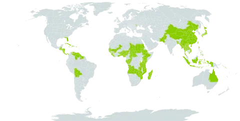 Curculigo world distribution map, present in Angola, Andorra, Australia, Benin, Burkina Faso, Bangladesh, Belize, Bolivia (Plurinational State of), Central African Republic, China, Congo, Costa Rica, Cuba, Dominica, Ethiopia, Gabon, Ghana, Guinea, Gambia, Guinea-Bissau, Guatemala, Guyana, Honduras, Haiti, Indonesia, Jamaica, Japan, Kenya, Lao People's Democratic Republic, Liberia, Moldova (Republic of), Madagascar, Mali, Myanmar, Mozambique, Mauritius, Nigeria, Nicaragua, Nepal, Pakistan, Panama, Philippines, Puerto Rico, Réunion, Sudan, Senegal, Solomon Islands, Sierra Leone, Suriname, Seychelles, Chad, Togo, Thailand, Taiwan, Province of China, Tanzania, United Republic of, Uganda, United States of America, Venezuela (Bolivarian Republic of), Viet Nam, Zambia, and Zimbabwe