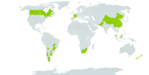 Cuscuta campestris world distribution map, present in Argentina, Brazil, Canada, Chile, China, France, Malaysia, New Zealand, Pakistan, Uruguay, and South Africa