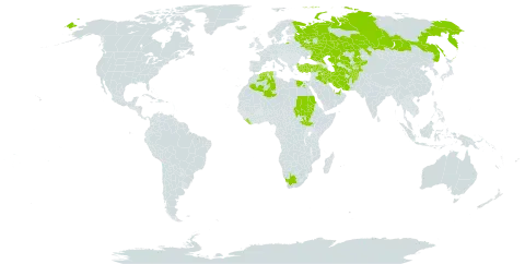 Cuscuta pedicellata world distribution map, present in Afghanistan, Anguilla, United Arab Emirates, Armenia, Algeria, Egypt, Iran (Islamic Republic of), Iraq, Israel, Kazakhstan, Kyrgyzstan, Liberia, Qatar, Russian Federation, Saudi Arabia, Sudan, South Sudan, Tajikistan, Turkmenistan, Turkey, Uzbekistan, and South Africa