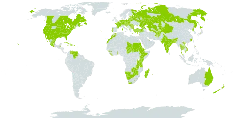 Cuscuta pentagona world distribution map, present in Afghanistan, Albania, Australia, Austria, Belgium, Bonaire, Sint Eustatius and Saba, Burkina Faso, Bangladesh, Bulgaria, Bahamas, Bosnia and Herzegovina, Belarus, Belize, Bhutan, Botswana, Canada, Switzerland, China, Cuba, Cyprus, Czech Republic, Germany, Dominican Republic, Eritrea, Spain, Estonia, Ethiopia, Fiji, France, Micronesia (Federated States of), United Kingdom of Great Britain and Northern Ireland, Georgia, Guinea, Guadeloupe, Greece, Croatia, Haiti, Hungary, India, Israel, Italy, Jamaica, Japan, Kazakhstan, Kenya, Kyrgyzstan, Lebanon, Liberia, Lesotho, Lithuania, Latvia, Morocco, Madagascar, Mexico, North Macedonia, Martinique, Mauritius, Namibia, Niue, Netherlands, New Zealand, Poland, Puerto Rico, Korea (Democratic People's Republic of), Portugal, Qatar, Réunion, Romania, Russian Federation, Sudan, Sao Tome and Principe, Slovakia, Slovenia, eSwatini, Chad, Togo, Thailand, Tajikistan, Turkmenistan, Trinidad and Tobago, Turkey, Tanzania, United Republic of, Uganda, Ukraine, United States Minor Outlying Islands, United States of America, Uzbekistan, Venezuela (Bolivarian Republic of), Viet Nam, Yemen, South Africa, Zambia, and Zimbabwe