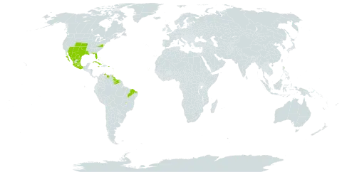 Cuscuta umbellata world distribution map, present in Antigua and Barbuda, Bonaire, Sint Eustatius and Saba, Bahamas, Brazil, Cabo Verde, Cuba, Guadeloupe, Guyana, Jamaica, Mexico, Puerto Rico, Suriname, Turks and Caicos Islands, Trinidad and Tobago, United States of America, and Venezuela (Bolivarian Republic of)