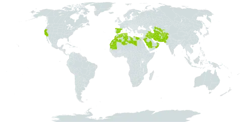 Cutandia memphitica world distribution map, present in Afghanistan, Cyprus, Algeria, Egypt, Spain, Iran (Islamic Republic of), Iraq, Kuwait, Libya, Morocco, Mauritania, Oman, Pakistan, Palau, Saudi Arabia, Singapore, Turks and Caicos Islands, Turkmenistan, Tunisia, United States of America, and Uzbekistan