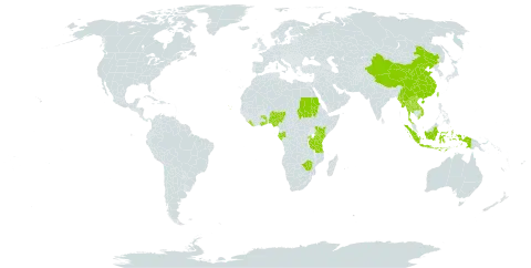 Cyanotis arachnoidea world distribution map, present in China, Cabo Verde, Gabon, Ghana, Indonesia, Kenya, Lao People's Democratic Republic, Liberia, Myanmar, Nigeria, Rwanda, Sudan, Togo, Thailand, Taiwan, Province of China, Tanzania, United Republic of, Viet Nam, and Zimbabwe