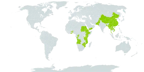 Cyanotis vaga world distribution map, present in Angola, Benin, Burkina Faso, Bangladesh, China, Congo, Eritrea, Ethiopia, Ghana, Kenya, Lao People's Democratic Republic, Myanmar, Mozambique, Nepal, Pakistan, Rwanda, Sudan, Thailand, Taiwan, Province of China, Tanzania, United Republic of, Uganda, Viet Nam, Yemen, and Zimbabwe