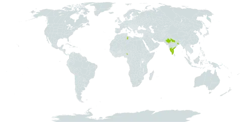 Cyanthillium albicans world distribution map, present in India, Libya, and Nigeria