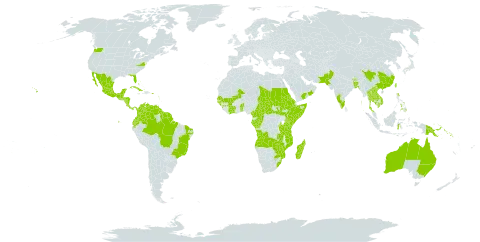 Cyanthillium cinereum world distribution map, present in Angola, Anguilla, American Samoa, French Southern Territories, Antigua and Barbuda, Australia, Burundi, Benin, Bonaire, Sint Eustatius and Saba, Burkina Faso, Bangladesh, Bahrain, Bahamas, Belize, Brazil, Barbados, Bhutan, Central African Republic, China, Côte d'Ivoire, Cameroon, Congo, Cook Islands, Colombia, Comoros, Cabo Verde, Costa Rica, Cuba, Dominica, Ecuador, Eritrea, Ethiopia, Fiji, Micronesia (Federated States of), Gabon, Guinea, Guadeloupe, Guinea-Bissau, Grenada, Guatemala, French Guiana, Guyana, Honduras, Indonesia, India, Jamaica, Japan, Kenya, Cambodia, Kiribati, Lao People's Democratic Republic, Saint Lucia, Sri Lanka, Madagascar, Maldives, Mexico, Marshall Islands, Mali, Northern Mariana Islands, Mozambique, Montserrat, Martinique, Nicaragua, Niue, Nepal, Nauru, Oman, Pakistan, Panama, Philippines, Palau, Papua New Guinea, Puerto Rico, Saudi Arabia, Sudan, Senegal, Singapore, Solomon Islands, Somalia, South Sudan, Suriname, eSwatini, Seychelles, Chad, Togo, Thailand, Tokelau, Tonga, Trinidad and Tobago, Tuvalu, Taiwan, Province of China, Tanzania, United Republic of, United States Minor Outlying Islands, United States of America, Saint Vincent and the Grenadines, Venezuela (Bolivarian Republic of), Viet Nam, Samoa, Yemen, South Africa, Zambia, and Zimbabwe